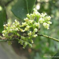 Tetrastigma nilagiricum (Miq.) B.V.Shetty